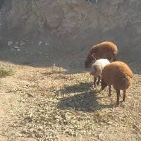 یک راس ارک توخلی واوغلاق ماده خانگی