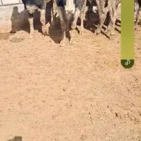 گاو گوساله تلیسه