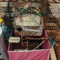 قفس عروس پاریس