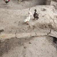 تعدادی پرنده
