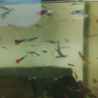 ماهی گوپی|ماهی|فردیس, فردیس|دیوار