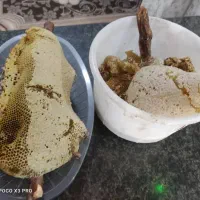 عسل وحشی باشاخه|خوردنی و آشامیدنی|اهواز, دغاغله|دیوار