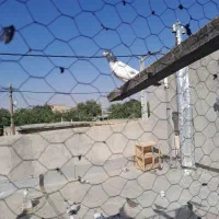 کبوتر