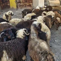 فروش تعدادی بره نر|حیوانات مزرعه|اهواز, کوی آغاجاری|دیوار