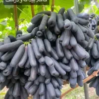 پیوند کاری گردو و انگور موندراپ|خدمات باغبانی و درختکاری|شیروان (خراسان), |دیوار