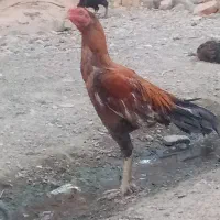 تعدادی مرغ خروس خانگی فروخته میشود|پرنده|ایرانشهر, |دیوار