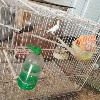 عروس هلندی و فنچ|پرنده|مشهد, شهرک ابوذر|دیوار