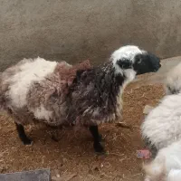 میش جوان آبست