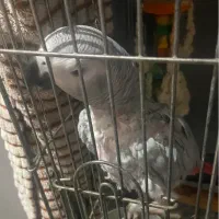 پرنده|پرنده|تهران, سنگلج (شاپور)|دیوار