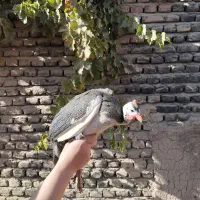 مرغ شاخدار|حیوانات مزرعه|بسطام, |دیوار