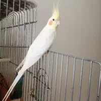 واگذاری عروس هلندی