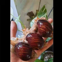 حلزون مارژیناتا ایماکولاتا