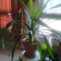 گلهای آپارتمانی|حراج|تهران, حکیمیه|دیوار