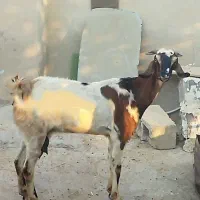 بز گوشتی و شیری 