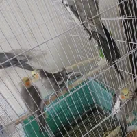 عروس هلندی|پرنده|یزد, |دیوار