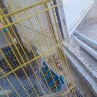 هویزه اهل جرف|پرنده|سوسنگرد, |دیوار