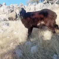 آدرس لالی|حیوانات مزرعه|لالی, |دیوار