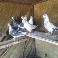 کبوتر رفتنی|حیوانات|نوشین شهر, |دیوار