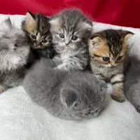 بچه گربه اسکاتیش