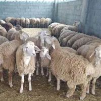 گوسفند زنده مغان و سنگ سر با سلامت|حیوانات مزرعه|تهران, پونک|دیوار