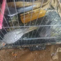 یک جفت عروس هلندی سیامون ماده دستی با جوجه|پرنده|مشهد, هفده شهریور|دیوار