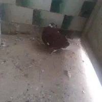 کبوتر اشعل نر|پرنده|اندیمشک, |دیوار