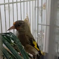 سهره ماده|پرنده|بیرجند, |دیوار