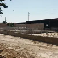 دامداری پرواری با سند ۶ دانگ  پروانه ۱۲۰ راسی|فروش دفتر صنعتی، کشاورزی، تجاری|ورامین, ورامین|دیوار