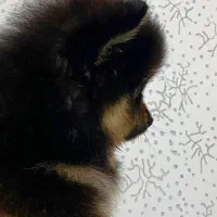 سگ پامرانین خرسی عروسکی