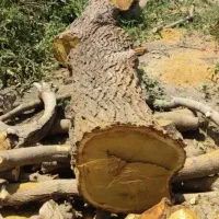 خرید انوع چوب