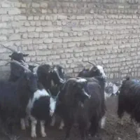 تعدادزیادیگوسفندحدودن۴۰تا