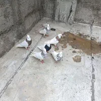 طوقی طوقی|پرنده|ارومیه, |دیوار