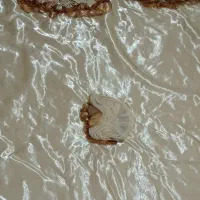 بدلیل جا نداشتن|سرویس روتختی|پاکدشت, پاکدشت (مامازند)|دیوار