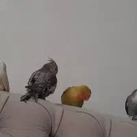 برزیلی و عروس هلندی