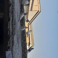 کبوتر|پرنده|آق قلا, |دیوار