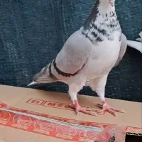 امری سبز افشون ماده