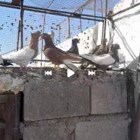 16عددکفتر بهبهونی هوایی|پرنده|رونیز, |دیوار