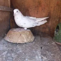 کبوتر|پرنده|قم, ولیعصر|دیوار