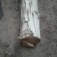 تنه درخت گردو