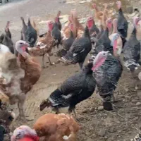 بوقلمون نر و ماده|حیوانات مزرعه|کیاشهر, |دیوار