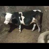 گوساله نر سمینتال درجه یک