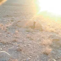 زمین-200-قصبی-فرح-آباد