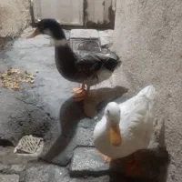 اردک
