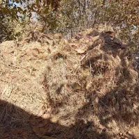 علف خشک بسته بندی شده|عمده‌فروشی|تربت جام, شهید غلام زاده|دیوار