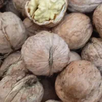 گردوکوهستان مغزسفید وپر چرب