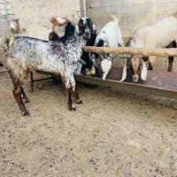 نری و نزار و گیسه گوشتی  تازه