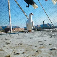 ماده دمب زرد دور چشم دار