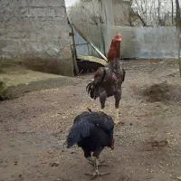 خروس لاری|حیوانات مزرعه|رشت, شکار اسطلخ|دیوار