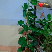 گل فیکوس و بنجامین