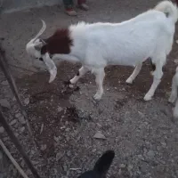 گوسفند نر بربری